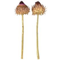 Produkt Suszony kwiat karczocha Cynara Ø9cm 16 szt.