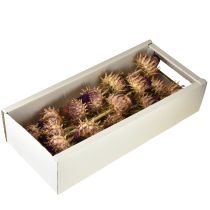 Produkt Suszony kwiat karczocha Cynara Ø9cm 16 szt.