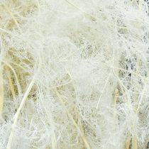 Produkt Szparagi suszone Trawy ozdobne Szparagi kremowe 90cm 5 szt.