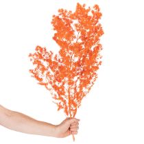 Produkt Suszone kwiaty szparagów, gałązka, ozdobne szparagi barwione, 65 cm, 80 g
