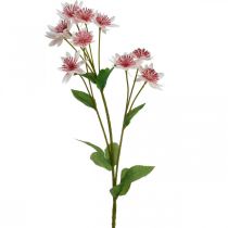 Produkt Duży Masterwort Sztuczny kwiat jedwabiu Astrania Biały różowy L61cm