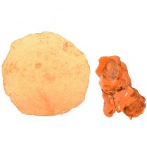 Produkt Ostrygi małże capiz plastry w siatce pomarańczy 3,5–9,5 cm 2szt