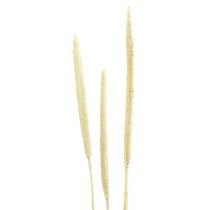 Produkt Babala bielona 25 szt