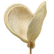 Badam na patyku bielony 6cm - 12cm L55cm 23szt