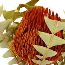 Banksia Baxterii Pomarańcza 8szt