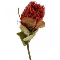 Produkt Banksia Baxteri Egzotyczne Banksia Suszone Kwiaty Czerwone 10szt