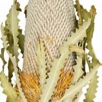 Banksia Hookerana naturalna 7 sztuk