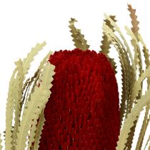 Banksia Hookerana czerwona 7szt.