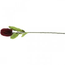 Produkt Kwiat Sztuczny Banksia Czerwony Burgundowy Egzotyczny 64cm