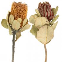 Produkt Banksia coccinea suszone kwiaty natura 10szt