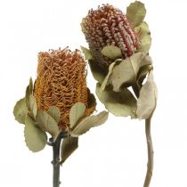 Banksia coccinea suszone kwiaty natura 10szt