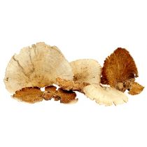 Produkt Gąbka drzewna bielona 1kg