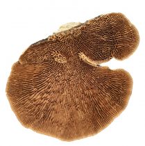 Produkt Gąbka drzewna mała naturalna dekoracja z grzybów drzewnych 4-6cm 1kg
