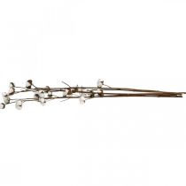 Produkt Gałązka bawełniana, gałązka ozdobna bawełniana, prawdziwa bawełna L80cm 5 sztuk