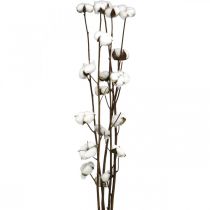 Produkt Gałązka bawełniana, gałązka ozdobna bawełniana, prawdziwa bawełna L80cm 5 sztuk