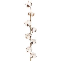 Produkt Sztuczna gałązka bawełny z 8 prawdziwymi kwiatami, 78 cm