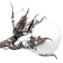 Produkt Sztuczna gałązka bawełny Kwiaty bawełniane ze śniegiem 79cm