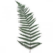 Paproć górska paproć ozdobna konserwowane liście paproci zielone 45cm 20szt