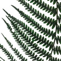 Produkt Paproć górska paproć ozdobna konserwowane liście paproci zielone 45cm 20szt