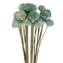 Produkt Czarne Stokrotki Barwione Suszone Kwiaty Niebieskie W38-40cm 20 szt