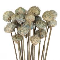 Produkt Dzika stokrotka suszona dekoracja kwiatowa niebiesko-zielona wys. 36cm 20szt