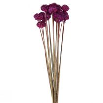 Dzika stokrotka suszona dekoracja kwiatowa fiolet W36cm 20szt