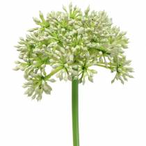 Produkt Sztuczna biel Allium 55 cm