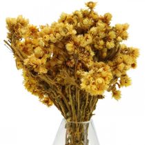 Mini Słomkowy Kwiat Żółte Suszone Kwiaty Bukiet Suchy Bukiet H20cm 15g