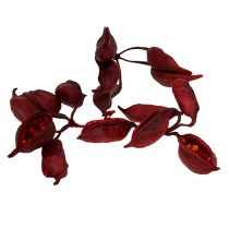 Produkt Brachyciton Czerwony 500g