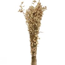 Produkt Suszona trawa ozdobna kwiatowa naturalna Briza trawa ozdobna 60cm 100g