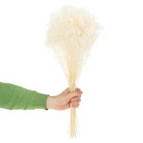 Produkt Broom Bloom Wybielone suszone kwiaty białe, długi termin przydatności do spożycia, 100 g