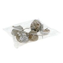 Produkt Orzechy Buddy 8-10cm białe myte 10 szt