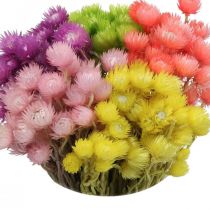Produkt Suszone Kwiaty Deco Cap Kwiaty Słomkowe Kwiaty Kolorowe W42cm