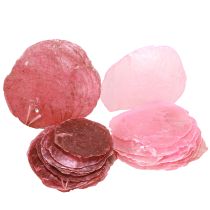 Produkt Dekoracja muszla Capiz w kolorze różowym jagodowym 5cm–8cm mix 60 sztuk