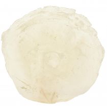 Produkt Muszelki Capiz Plastry Capiz plastry masy perłowej naturalne 7,5–9,5 cm 300g