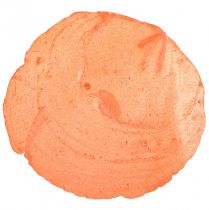 Produkt Muszle Capiz Capiz plastry plastry masy perłowej pomarańczowy 7,5–9,5 cm 300g