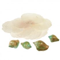 Produkt Capiz muszla z masy perłowej plastry masy perłowej muszla ślimaka morskiego zielona 3,5–9,5 cm 750g