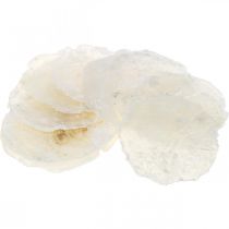 Produkt Morskie, muszle Capiz 5–10 cm, masa perłowa, przedmiot naturalny 1 kg