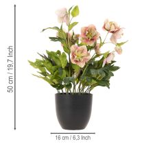 Produkt Sztuczna roślina doniczkowa Helleborus, róża bożonarodzeniowa, do dekoracji domu, 50 cm