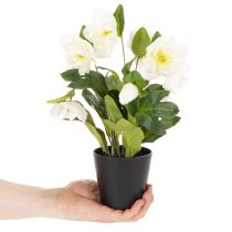 Produkt Sztuczna róża bożonarodzeniowa, roślina doniczkowa, dekoracja stołu, 34 cm