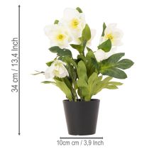 Produkt Sztuczna róża bożonarodzeniowa, roślina doniczkowa, dekoracja stołu, 34 cm