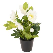 Produkt Sztuczna róża bożonarodzeniowa, roślina doniczkowa, dekoracja stołu, 34 cm