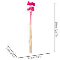 Produkt Bukiet suszonych kwiatów Craspedia do florystyki, 55 cm, 20 szt.