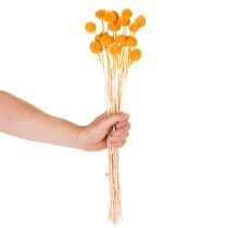 Produkt Bukiet suszonych kwiatów Craspedia 55cm 20szt