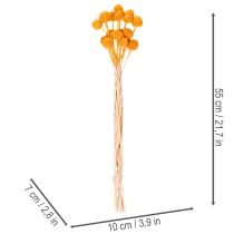 Produkt Bukiet suszonych kwiatów Craspedia 55cm 20szt