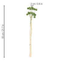 Produkt Suszone kule kwiatowe Craspedia do stylowych jesiennych dekoracji, 55 cm, 20 sztuk