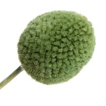 Produkt Suszone kule kwiatowe Craspedia do stylowych jesiennych dekoracji, 55 cm, 20 sztuk