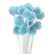 Produkt Suszone kwiaty Craspedia do wazonu, minimalistyczny styl, trwała ozdoba na lato, 55 cm, 20 sztuk