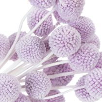 Produkt Suszone kwiaty Craspedia do nowoczesnej dekoracji stołu w Twoim domu, 55 cm, 20 szt.
