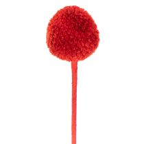 Produkt Suszone kwiaty Craspedii, barwione, z długimi łodygami, 55 cm, 20 sztuk